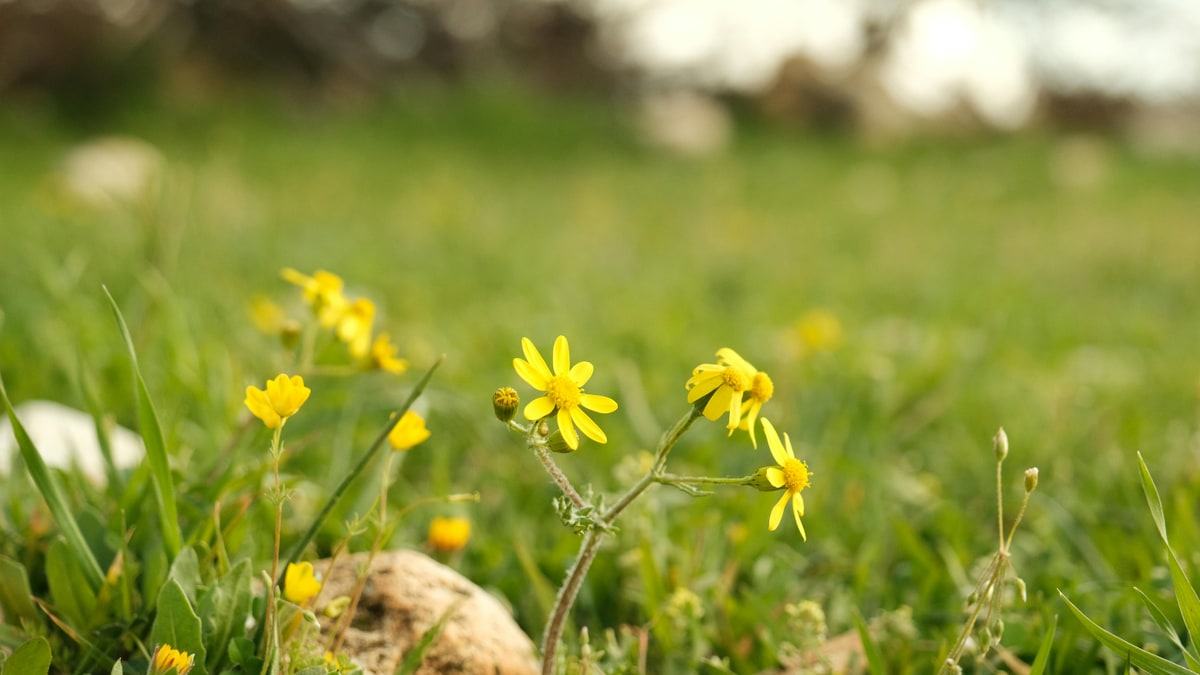 Blühende Wiese im Mai — Symbolbild Pollenflug und Mährhythmus